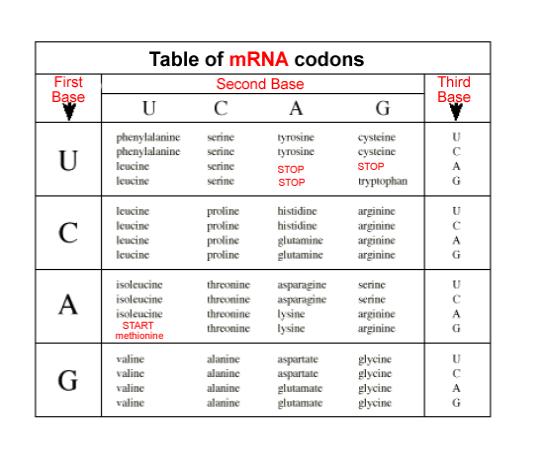 THE CHART TO USE THE CHART Example: mrna Codon: ACU 1. Look on the left side of the chart to find the first base (A) 2.