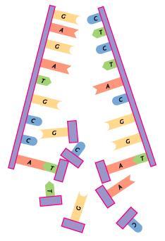 Shortly describe what happens at each step of DNA replication (SYNTHESIS of
