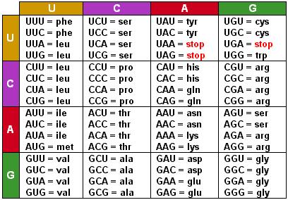 Genetic Code hdp://www.biology.iupui.edu/biocourses/ N100/2k3ch13dogma.html Translation: Prokaryotes vs.
