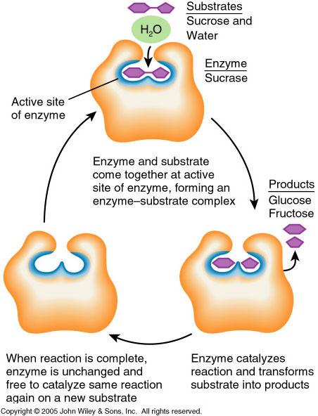Enzyme (Catalyst) Function Sucrose