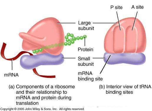 Ribosome subunits Large subunit binds with trna Small