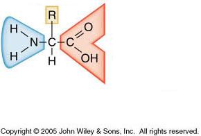 Amino Acid Structure Amino