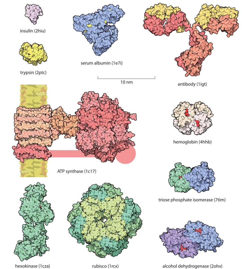 PROTEINS Roles are structural and functional in all cells