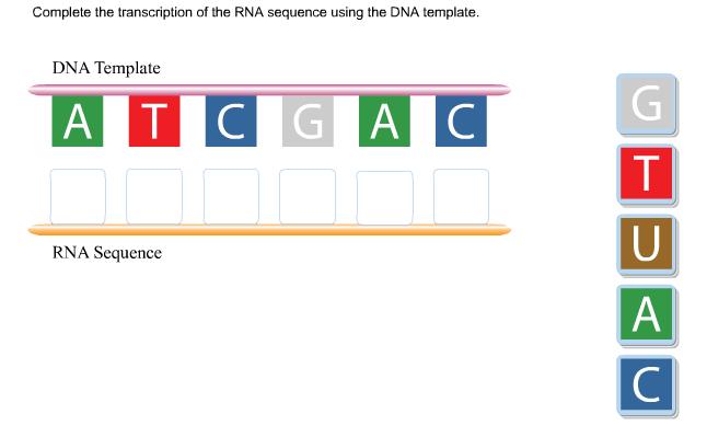 3. A mrna copy is synthesized from