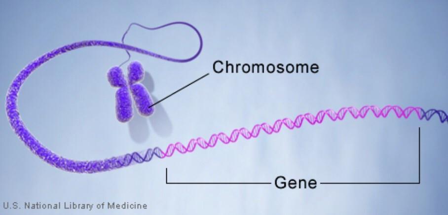 Gene Segment of DNA that codes for building a protein DNA code