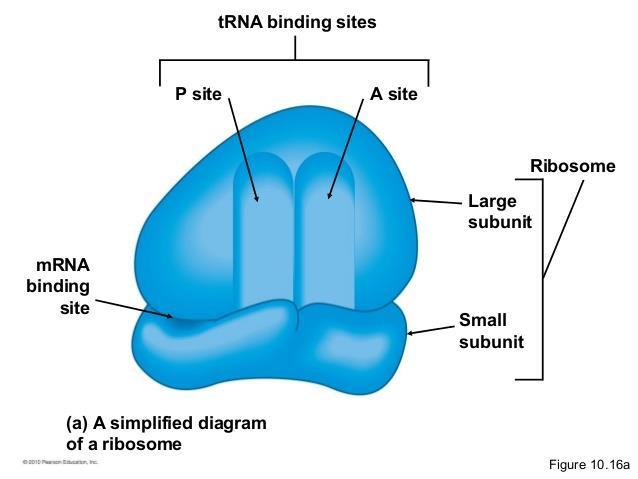 Ribosome structure Two subunits to the ribosome (large & small) 2 binding sites: