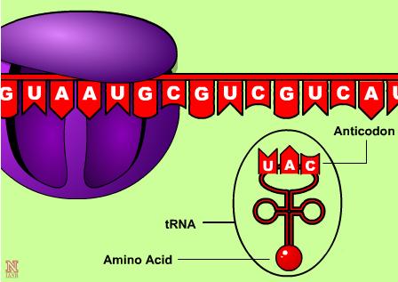Steps to Translation (Cont.) 4. Amino acids are attached to a trna molecule and are brought over to the mrna. 5.