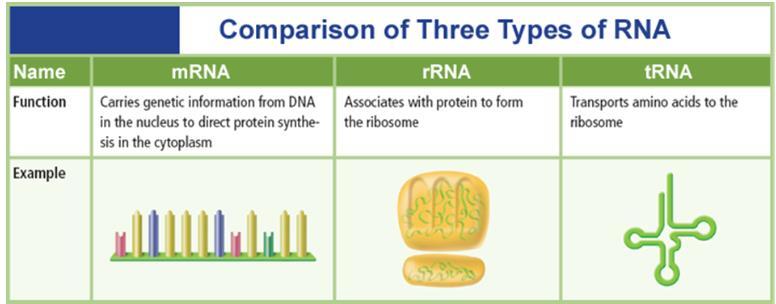 There are 3 types of RNA: Messenger RNA