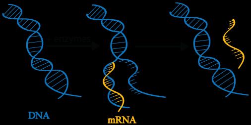 mrna Messenger RNA Forms by copying DNA code in nucleus Sets of 3 bases