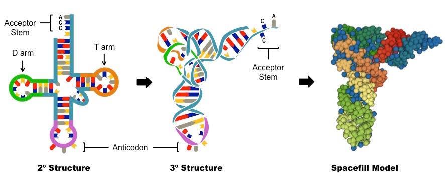 trna Transfer RNA Set of 3 bases called an anti-codon pairs with an mrna codon Attaches