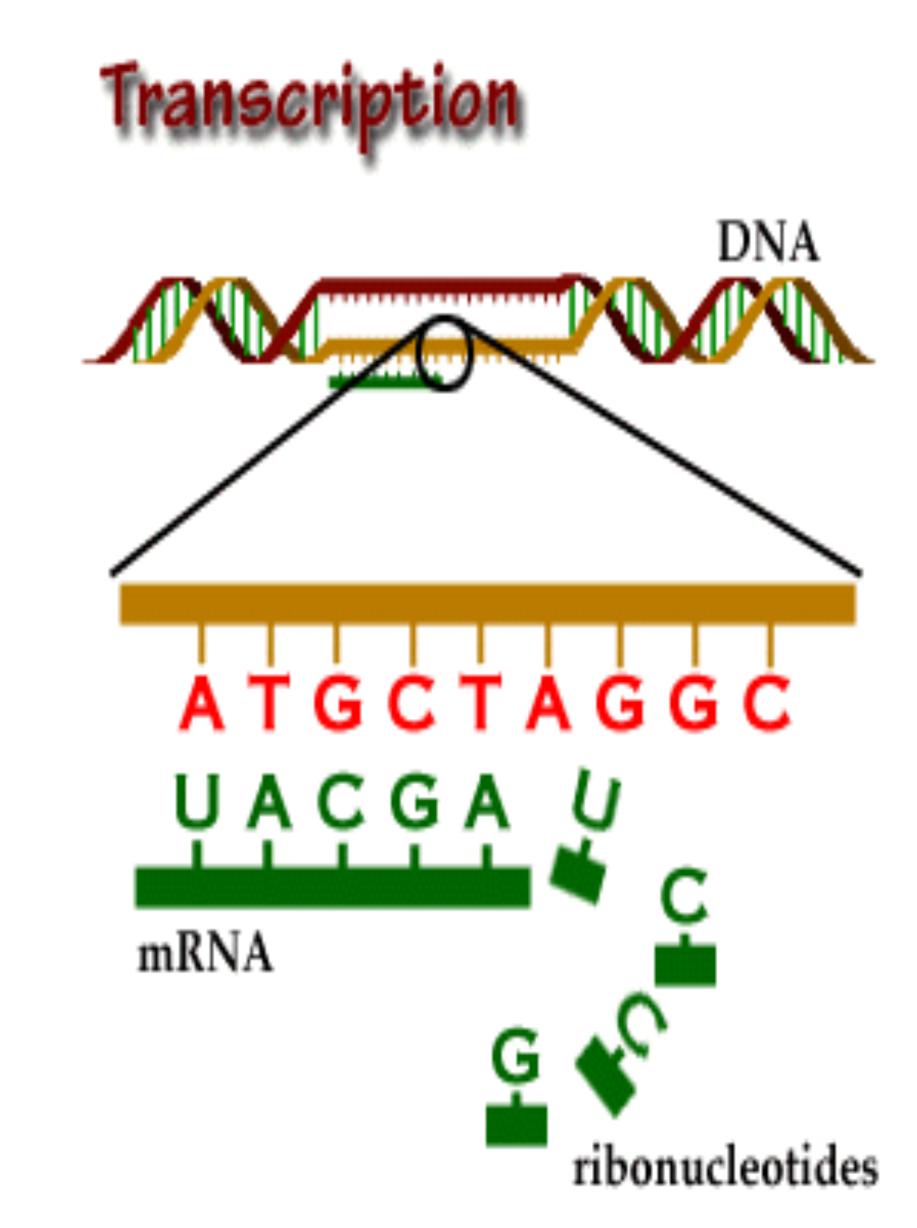 Review Transcription v Transcription: Process in which the DNA