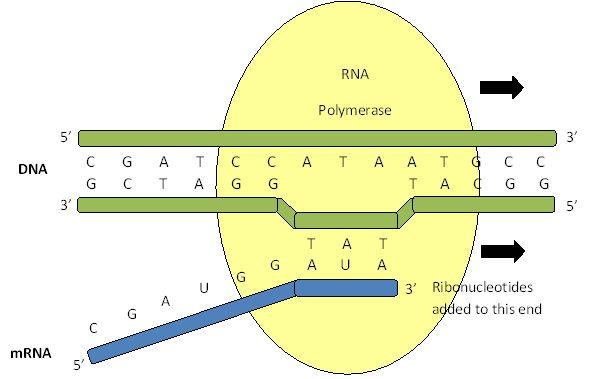 Transcription Steps v Steps: 1. RNA Polymerase binds to the promoter and DNA strand unwinds and separates 1. Promoter: specific nucleotide sequence 2.