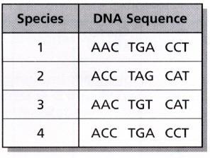 DNA Structure To understand the genetic code found in DNA we need to look at the sequence of bases.