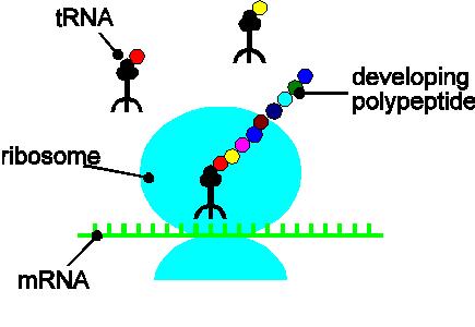 There are 3 types of RNA Messenger RNA (mrna)- The function of mrna is to TRANSCRIBE (make of copy of ) DNA and