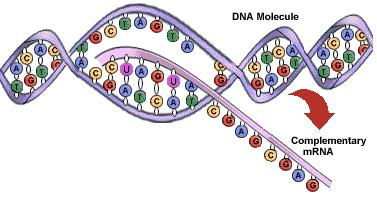 Transcription to copy DNA instructions into messenger RNA (mrna) Transcription occurs in the