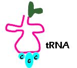 Transfer RNA (trna): reads the mrna & carries a specific