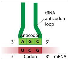 bases of trna The mrna codon is matched