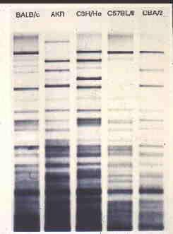 Gel Electrophoresis 1. DNA is cut into smaller pieces using restriction enzymes 2. An electrical current is applied 3.