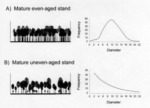 Figure 3. Cross-sections of A) a mature even-aged stand, and B) an uneven-aged stand and their respective tree-diameter distributions. of the rotation when oak reproduction needs to accumulate.