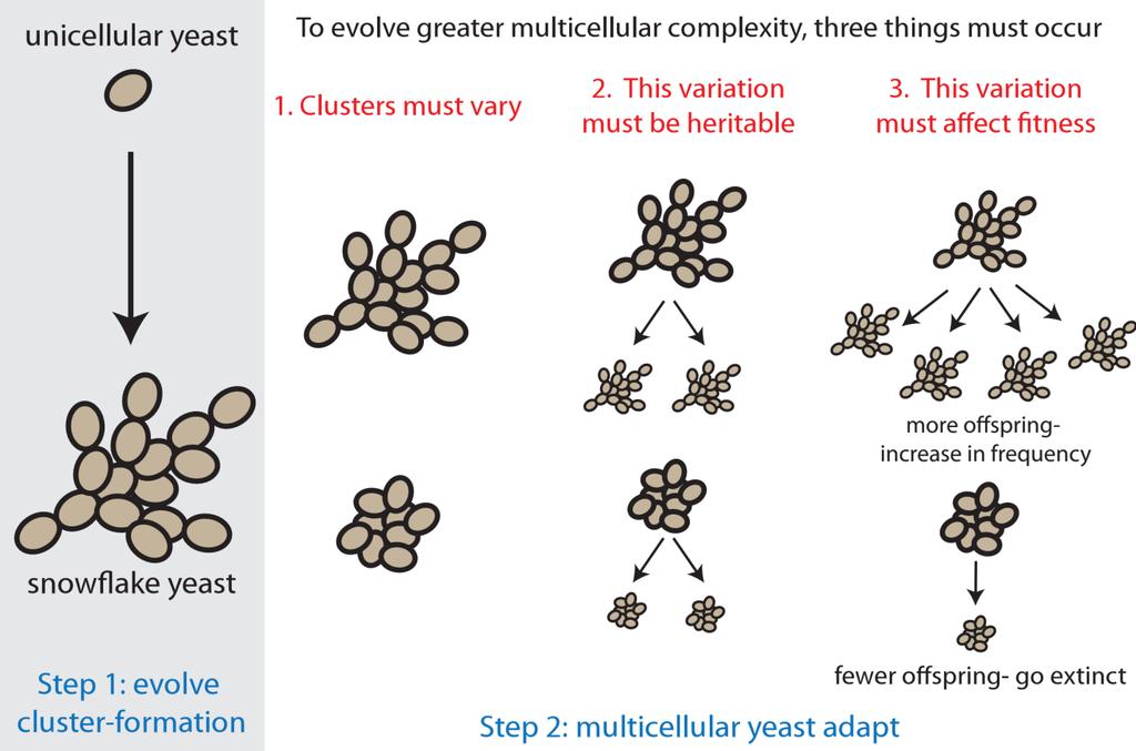 advantage over the wild-type unicellular yeast, ultimately driving them to extinction.