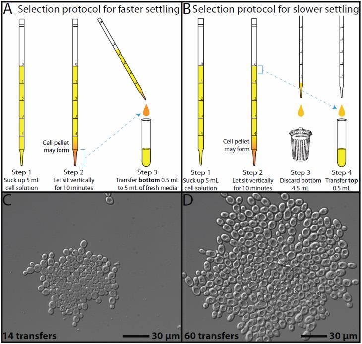 4. Incubate overnight (30ºC, shaking). Day 2 (and beyond): Settling selection (see Figure 3 for an illustration). Selection for faster settling 1. Obtain three test tubes containing 5 ml YPD.