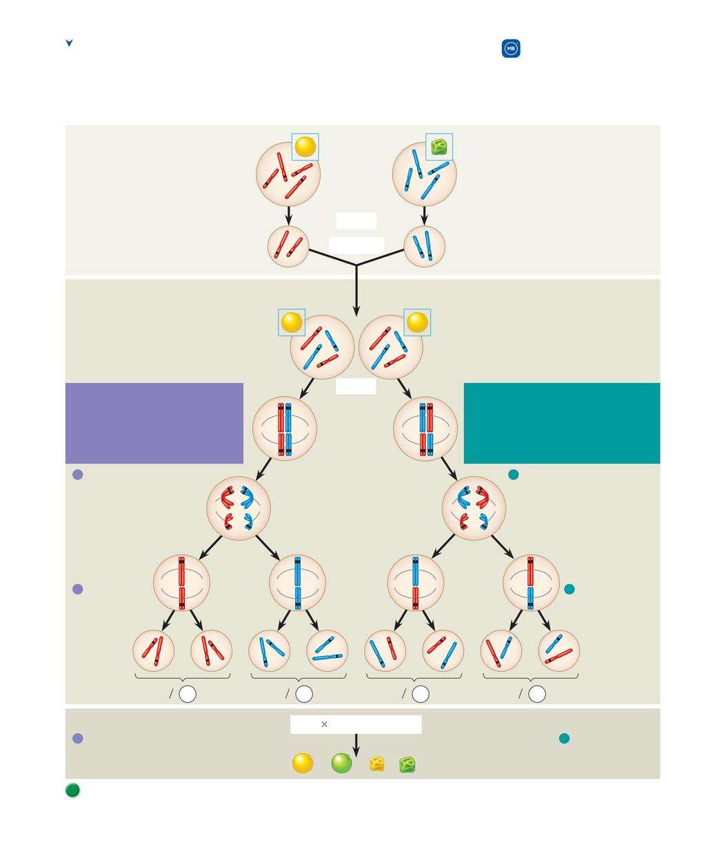 Figure 15.2 The chromosomal basis of Mendel s laws. ere we correlate the results of one of Mendel s dihybrid crosses (see Figure 14.8) with the behavior of chromosomes during meiosis (see Figure 13.