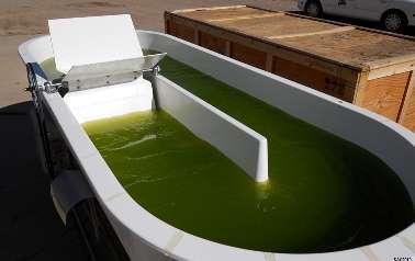 algae Farmed