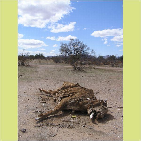 Climate Changes Ranching 9 By 1928, prolonged drought wiped out most livestock in the Mojave and dissolved the Rock Springs Cattle Company Huge free grazing operations are fragile,