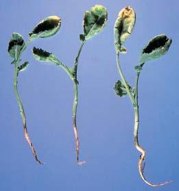 Group 4 herbicides such as 2,4-D or dicamba (Banvel) can cause leaf cupping in canola (Figure 5a); however, these leaves lack