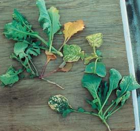 Figure 6. Canola grown from bare seed (left) versus Vitavaxtreated (right ). Inset: Close-up of canola grown from bare seed showing sulphur deficiency resulting from seedling blight. Figure 5b.