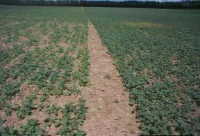 Like S deficiency, Group 2 herbicides can cause purpling of canola leaves, but unlike the leaves of S deficient canola, the purpling does not develop from the leaf margins.