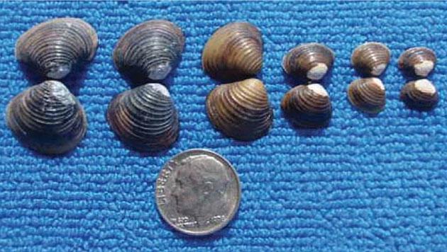 Asian Clam (Corbicula fluminea) Asian Clam (Corbicula fluminea) is among the three worst non-indigenous invaders in the United States (Pimental, Zuniga, & Morrison, 2005).