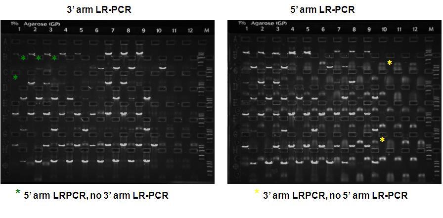 Supplementary Figure 6 E-gels are used to analyze the products of LR-PCR. For most genes, both 5 and 3 arm genotyping yield positive bands of the predicted size (>5 kb) yield and expected sequence.