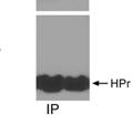 The HPr mutants exhibit a moderately reduced ability to promote growth in