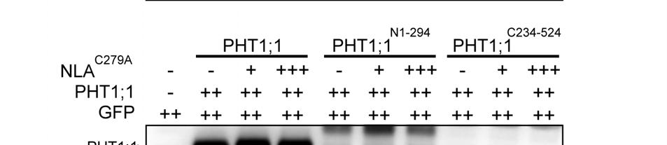 PHT1;1 N1-294 was degraded by NLA but not by NLA C279A.