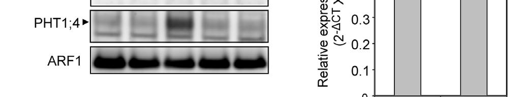 (D) Immunoblot analysis of PHT1;1/2/3 and PHT1;4 in 10-day-old mutants and