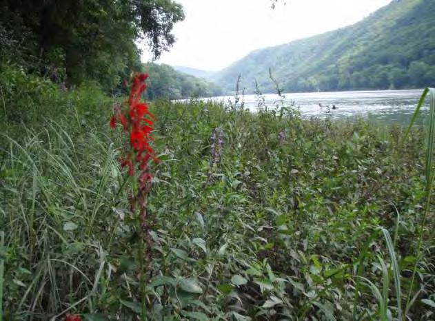 Pennsylvania Fish & Boat Commission 2015 Annual Summary State Wildlife Grants Susquehanna River @ Union Boat Ramp Mary Walsh, Western