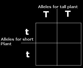 1. Determine alleles of each parent, these are given as TT, and tt respectively. 2.