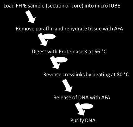 OPTION B - EXTRACT LARGE DNA FRAGMENTS (>2 KB)* WITH IMPROVED YIELD