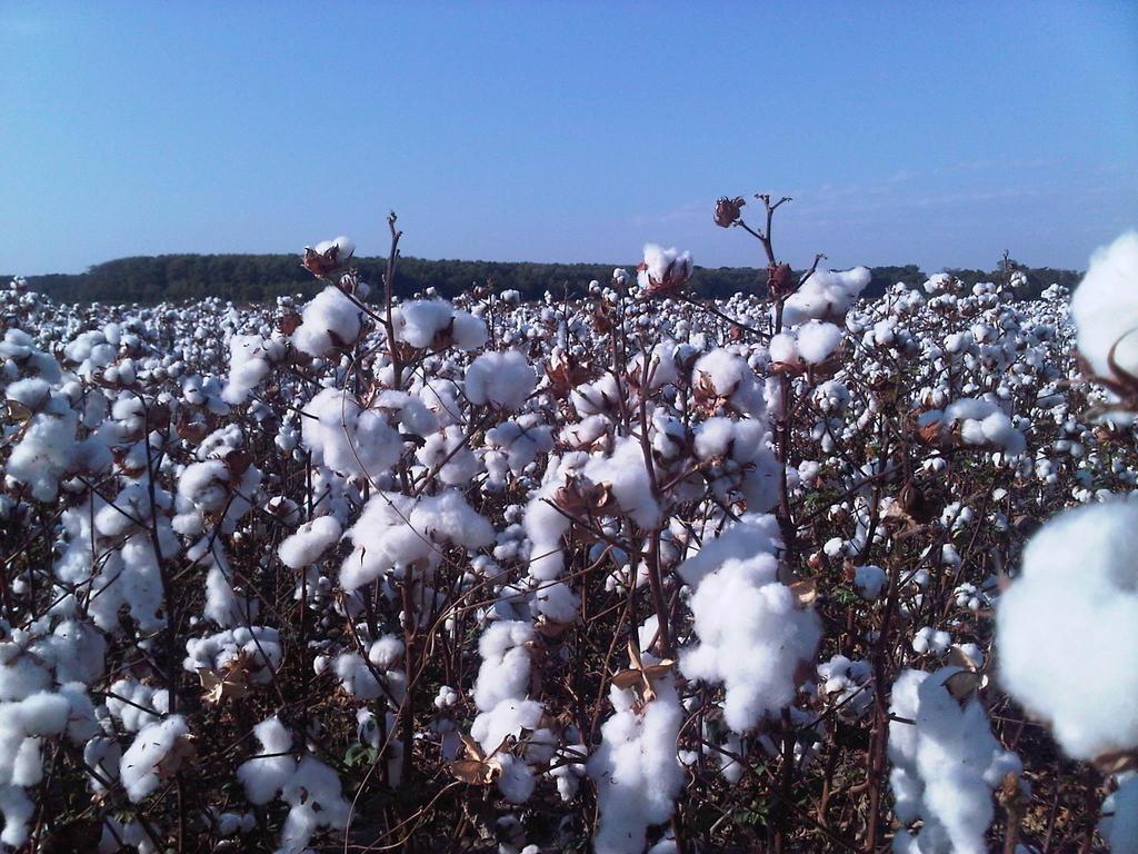 Update on Cotton