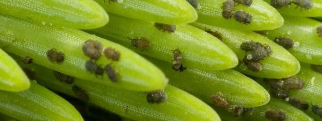 14 Cooley spruce gall aphid
