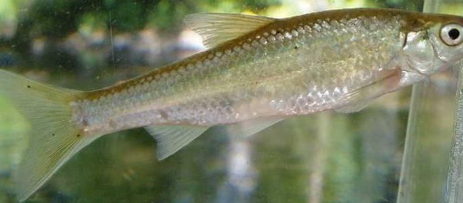 Fish assemblages generally consist of a number of trophic levels Fish are at the