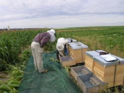 Evaluation of colony health over one season and after overwintering Multi-site