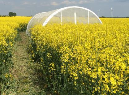 Characterization of Exposure Residue levels of Clothianidin in OSR nectar &