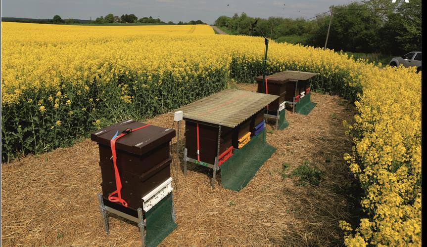 Monitoring Results Honey Bees (Apis mellifera) Eight bee colonies per monitoring