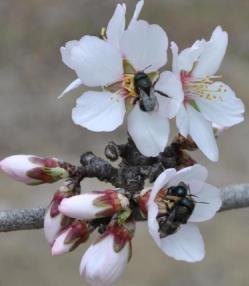 Bee Biology And Systematics Laboratory, Logan, UT development of non-apis bees as crop pollinators Management of the Blue Orchard Bee