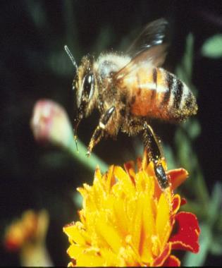 President s Pollinator Task Force Creating a Federal Strategy