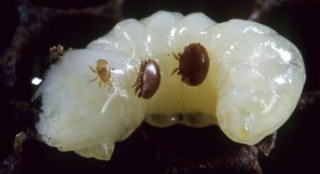 , parasitic mite - Asia, feeds on HB brood Apis cerana, or Asian honey bee, and Sl