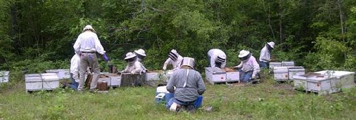 project at Fargo to develop a Bee Genebank (housed at Ft.