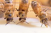on longitudinal studies, conduct research on varroa control,